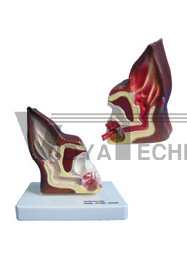 The dissection model of dog ear